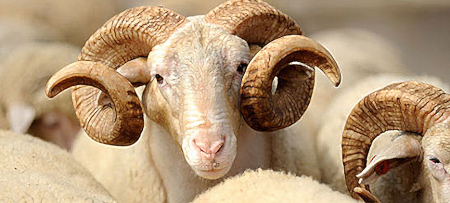 KURBAN BAYRAMINIZI TEBRİK EDERİZ